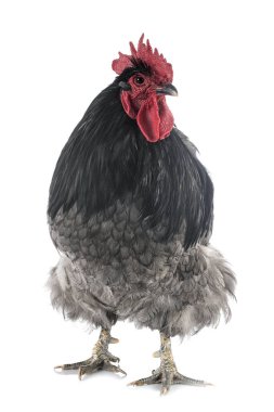 Beyaz arka planda Orpington tavuğu