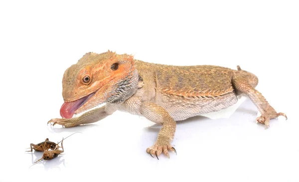 Bearded Dragons Eating Cricket Front White Background — Stock Photo, Image