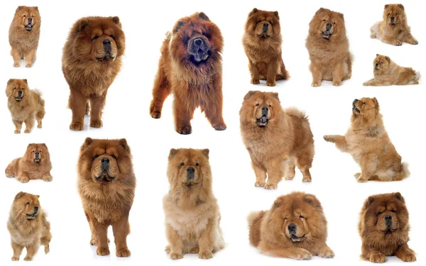 Groupe Chow Chow Devant Fond Blanc — Photo