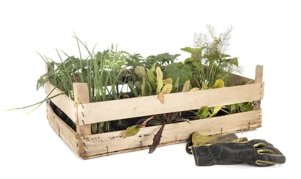 Seedling Crate Front White Background — Stock Photo, Image