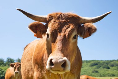 Aveyron 'da bir tarladaki Aubrac sığırlarının portresi
