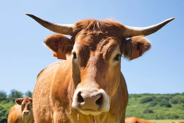 Aveyron Bir Tarladaki Aubrac Sığırlarının Portresi — Stok fotoğraf