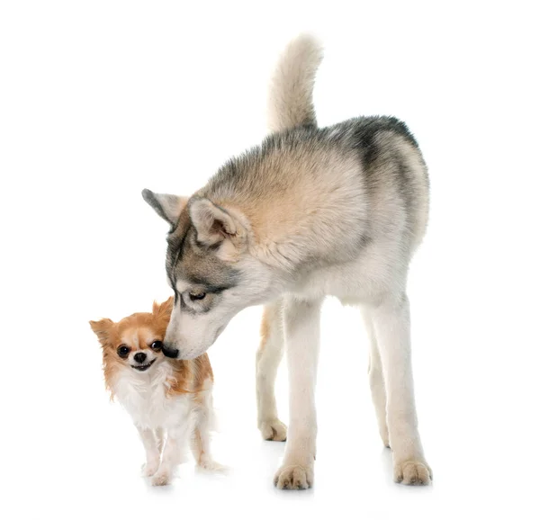 Grigio Siberiano Husky Chihuahuain Anteriore Sfondo Bianco — Foto Stock