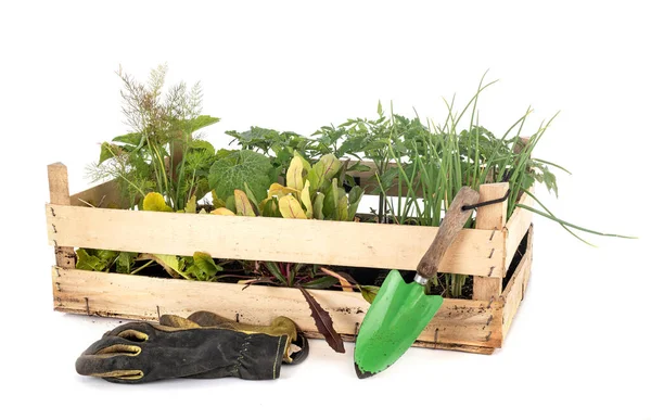 Seedling Crate Front White Background — Stock Photo, Image