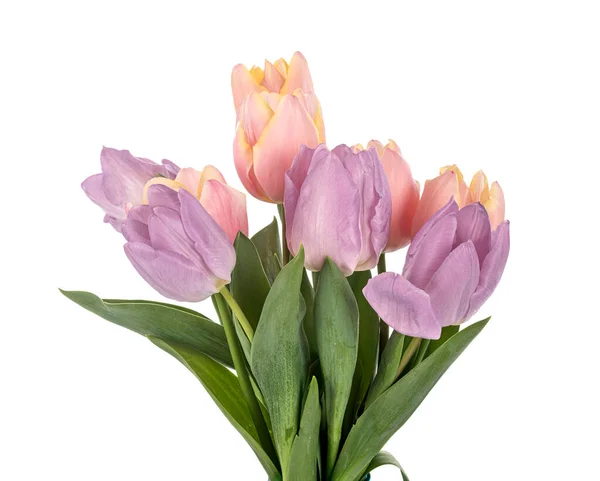 Tulp Boeket Voorkant Van Witte Achtergrond — Stockfoto