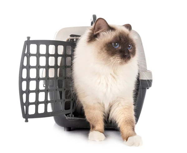 Birman Gatto Gabbia Davanti Sfondo Bianco — Foto Stock