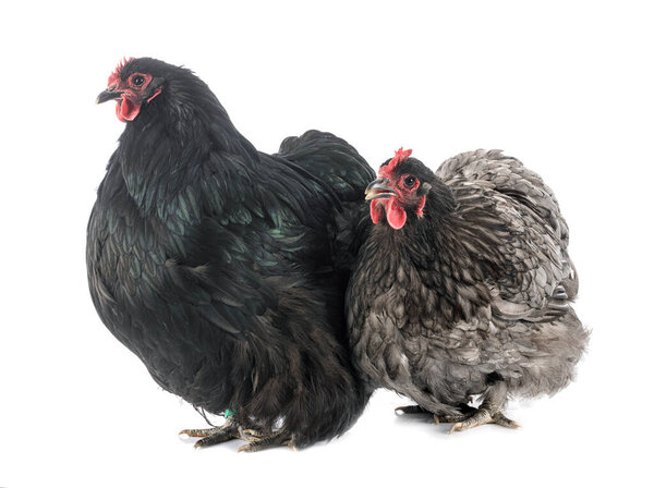 Orpington chicken in front of white background