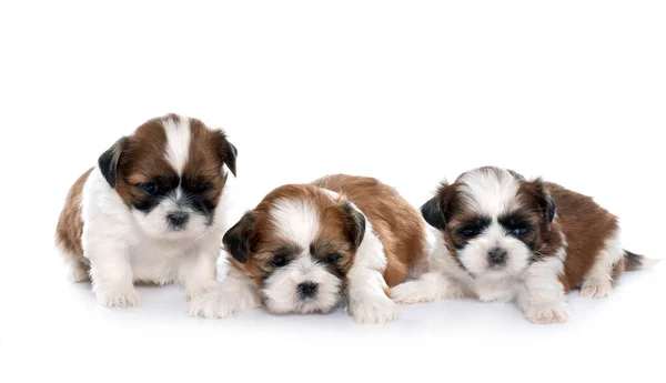 Cuatro Cachorros Shitzu Delante Fondo Blanco — Foto de Stock