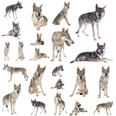 Beyaz arkaplan önünde Çekoslovakya kurt köpeği grubu