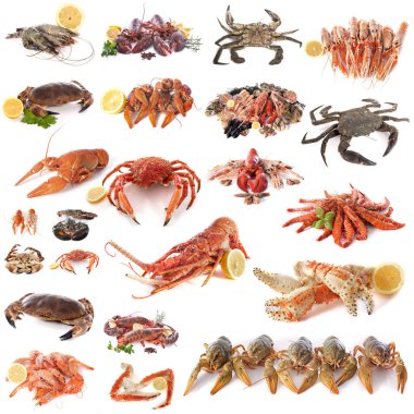 composite picture of seafood and shellfish in front of white background clipart