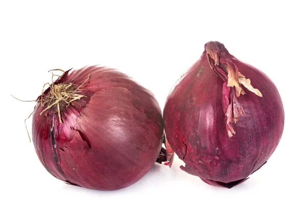 Cebolla Roja Frente Fondo Blanco — Foto de Stock