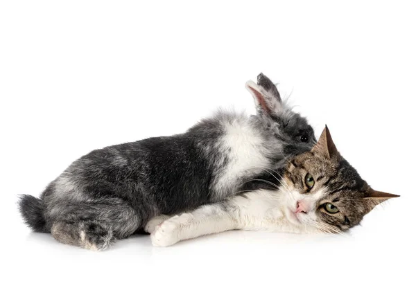 Dwarf Rabbit Cat Front White Background — Stock Photo, Image