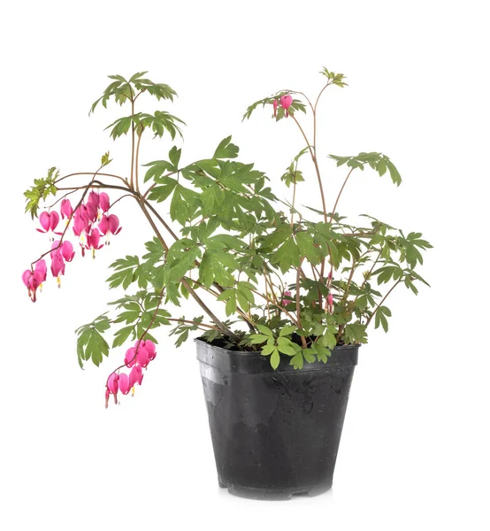 Lamprocapnos Spectabilis Fehér Háttér Előtt — Stock Fotó