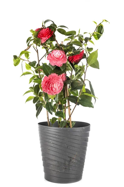 Camellia Merah Muda Depan Latar Belakang Putih — Stok Foto