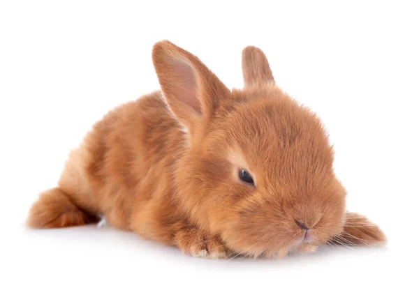 Junge Kaninchen Fauve Bourgogne Vor Weißem Hintergrund — Stockfoto