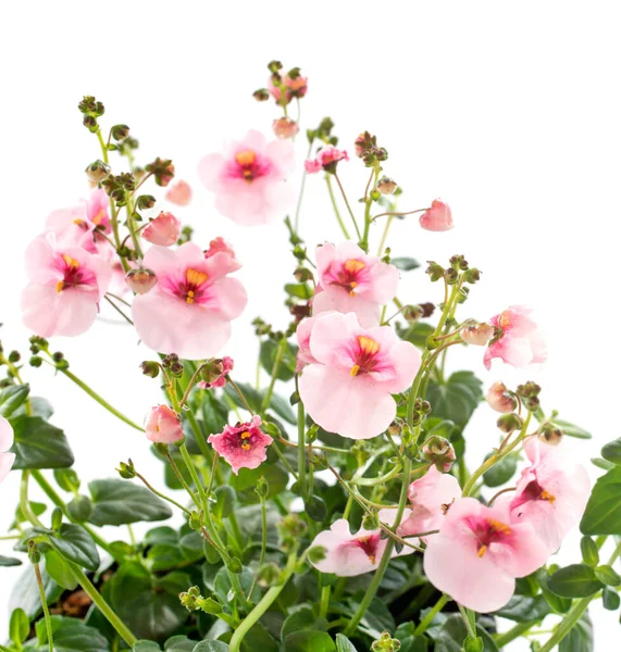 Beyaz Arkaplan Önünde Diascia Çiçeği — Stok fotoğraf