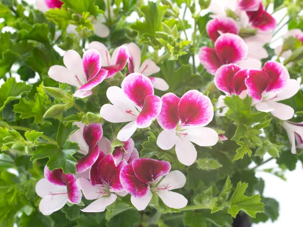 Pelargonium Crispum Davanti Allo Sfondo Bianco — Foto Stock