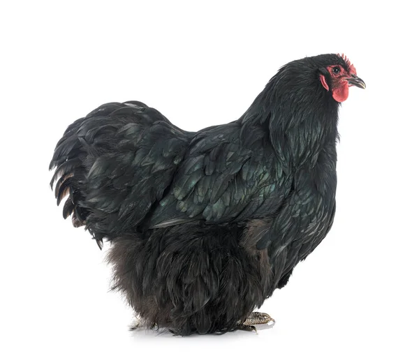 Orpington Chicken Front White Background — Stock Photo, Image