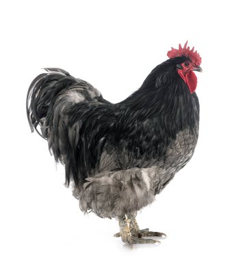 Beyaz arka planda Orpington tavuğu