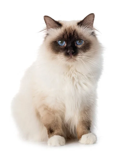 Birman Gatto Davanti Sfondo Bianco — Foto Stock