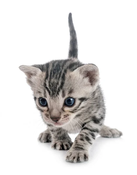 Gato Bengala Delante Fondo Blanco — Foto de Stock