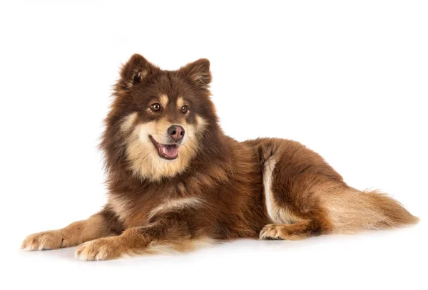 Lapphund Finlandés Frente Fondo Blanco —  Fotos de Stock