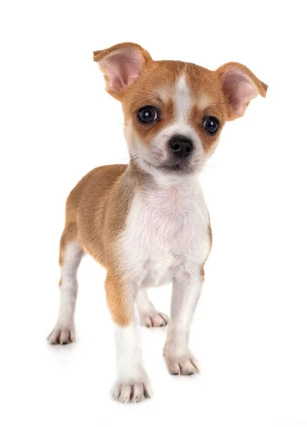 Liten Chihuahua Framför Vit Bakgrund — Stockfoto