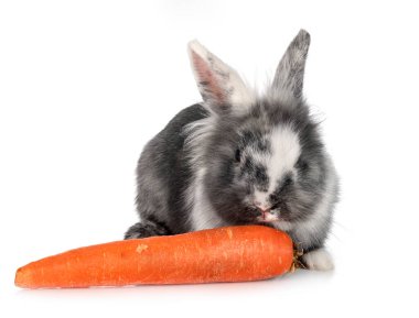 Beyaz arka planda cüce tavşan