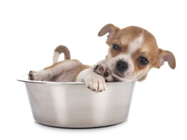 Beyaz arka planda küçük bir chihuahua