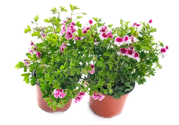 Pelargonium Crispum Davanti Allo Sfondo Bianco — Foto Stock