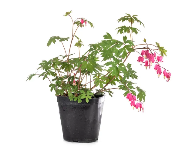 Lamprocapnos Spectabilis Front White Background — Stock Photo, Image