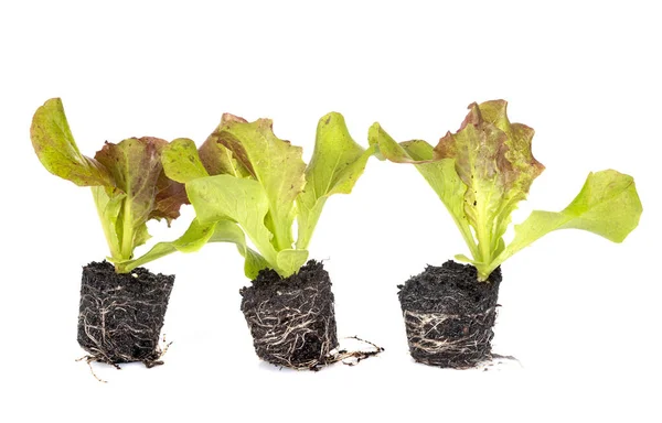 Plántulas Lechuga Frente Fondo Blanco —  Fotos de Stock