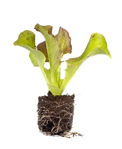 Lettuce Seedling Front White Background — Stock Photo, Image