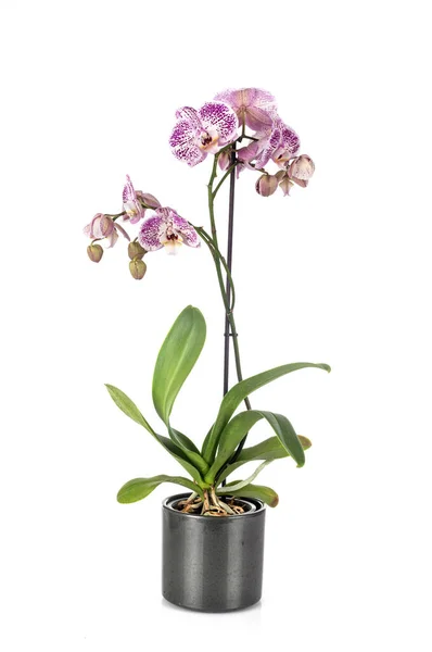 Traça Orquídeas Frente Fundo Branco — Fotografia de Stock