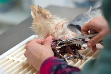 Eski bir Yorkshire teriyeri için bir veteriner tarafından tartar temizliği