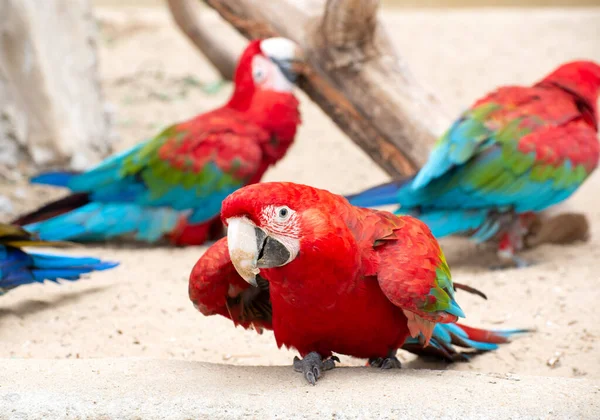 Beautiful Scarlet Macaw Resting Ground — Stock Photo, Image