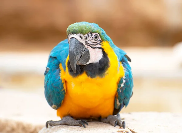 Beautiful Blue Yellow Macaw Resting Flood — Stock Photo, Image