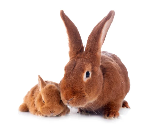 Jong Konijn Volwassen Fauve Bourgogne Voor Witte Achtergrond — Stockfoto