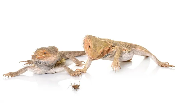 Bearded Dragons Eating Cricket Front White Background — Stock Photo, Image