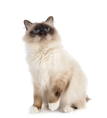 Birman Cat beyaz arkaplanının önünde