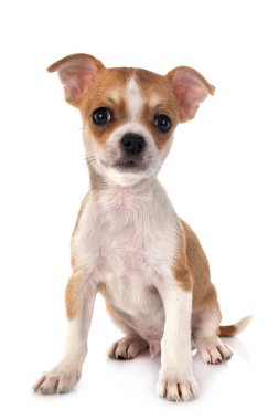 Beyaz arka planda küçük bir chihuahua