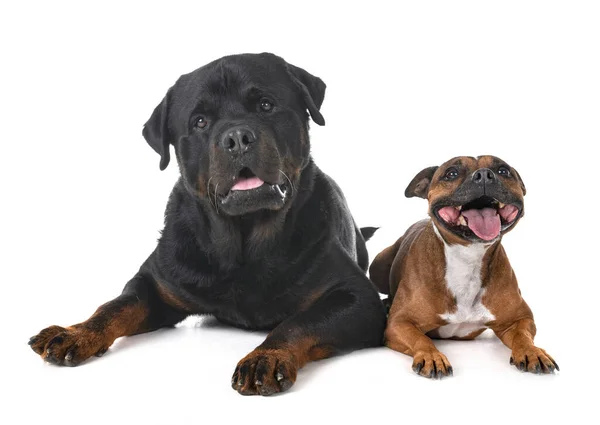 Staffordshire Bull Terrier Rottweiler Front White Background — Stock Photo, Image