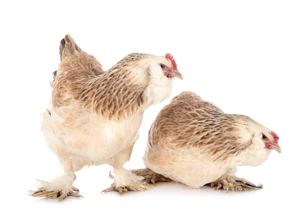 Faverolles Κοτόπουλο Μπροστά Από Λευκό Φόντο — Φωτογραφία Αρχείου
