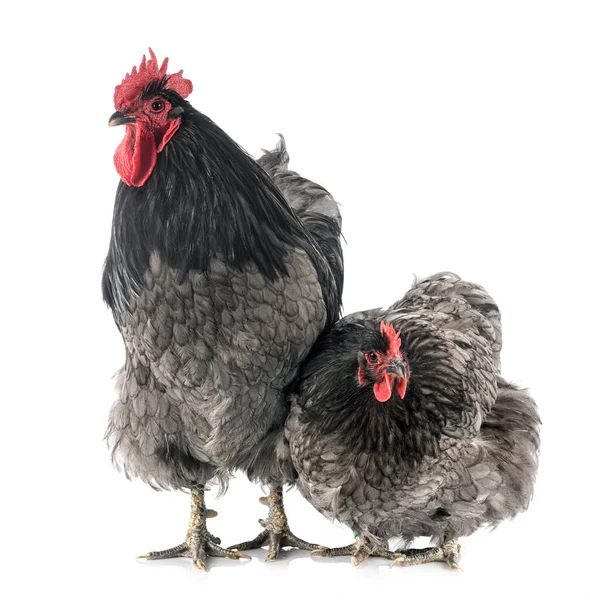 Orpington Chicken Front White Background — Stock Photo, Image