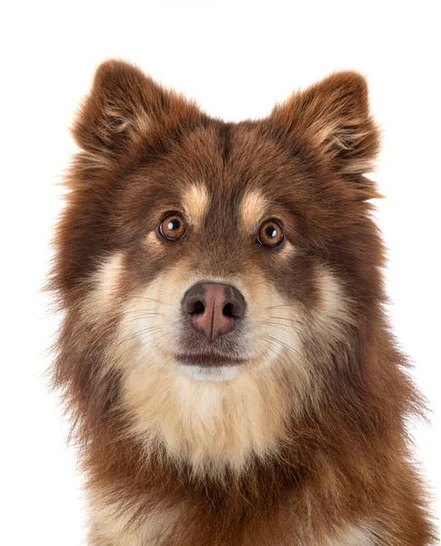 Finlandese Lapphund Fronte Sfondo Bianco — Foto Stock