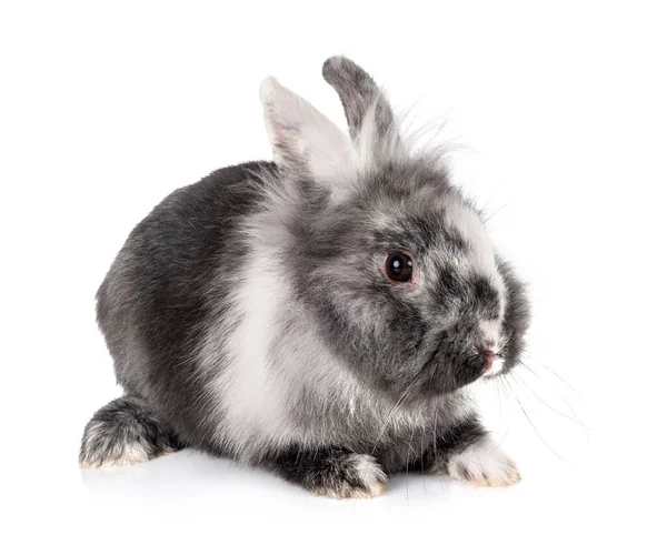 Dwarf Rabbit Front White Background — Stock Photo, Image