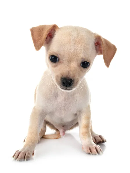 Kleiner Chihuahua Vor Weißem Hintergrund — Stockfoto