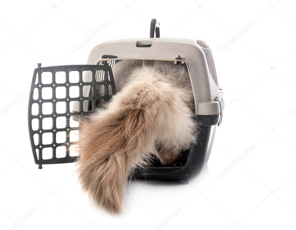 birman cat and cage in front of white background