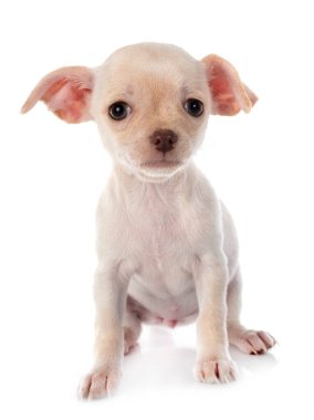 Beyaz arka planda küçük bir chihuahua