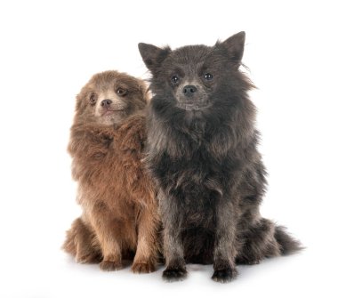 Beyaz arkaplan önünde genç Pomeranyalılar